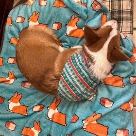Corgi Things