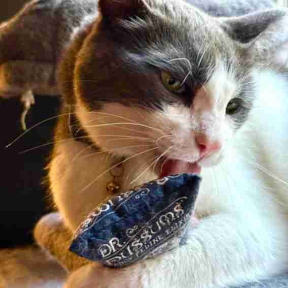 Dr. Pussums Reviews
