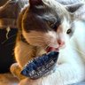 Dr. Pussums