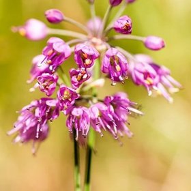RHS Plants