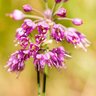 RHS Plants