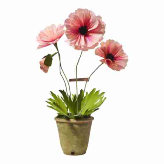 The Green Vase x Chairish Oriental Poppy Plant
