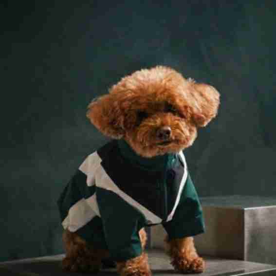Puppy Street Reviews