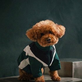 Puppy Street