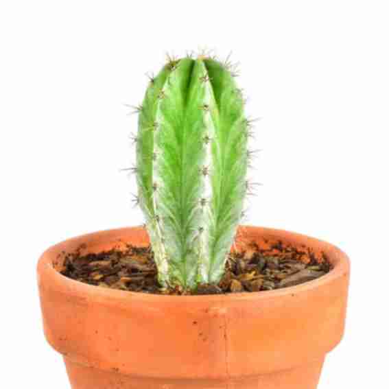 House Plant Paradise Reviews