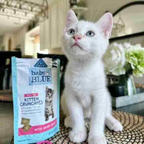 Blue Buffalo Reviews