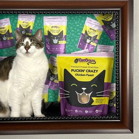 CatCrazy