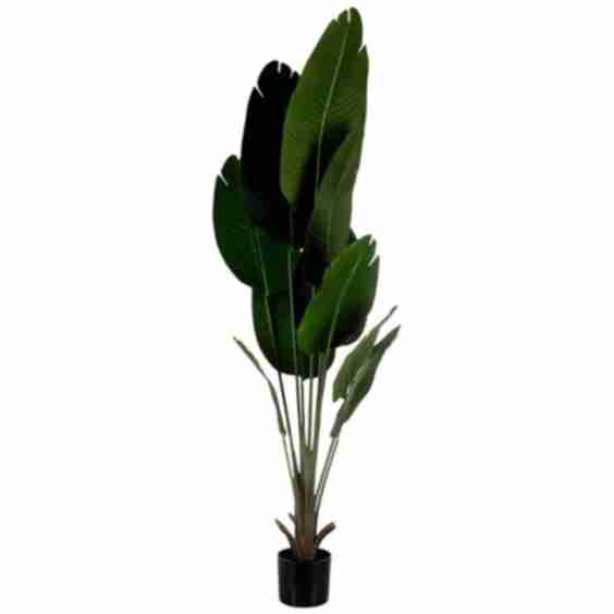 Traveler Banana Leaf In Black Pot