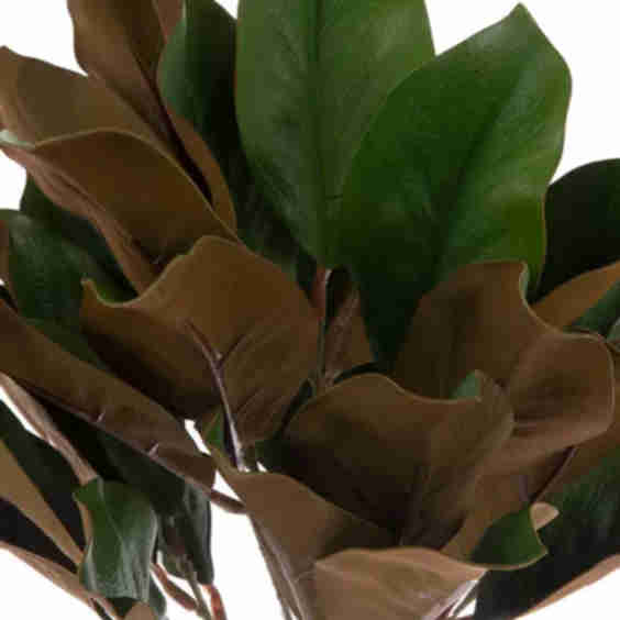 Magnolia Leaf Bush