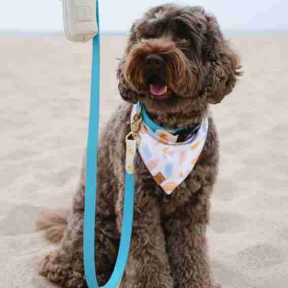 The Canine Threads Reviews