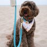 The Canine Threads