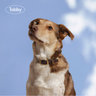 Tobby