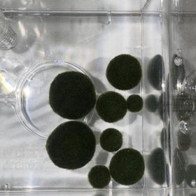 Moss Artistry