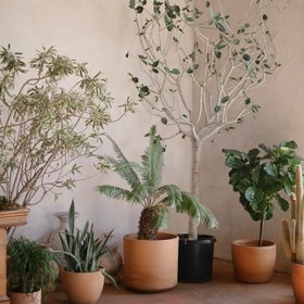 Mother Plants