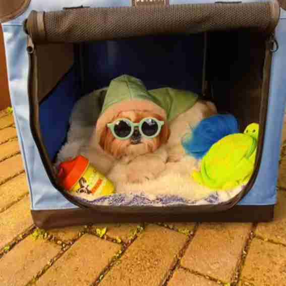 Petsfit Reviews