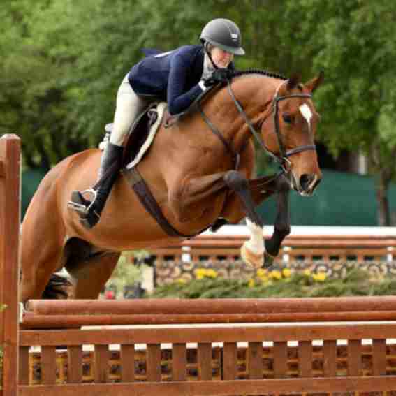 Equinavia Reviews