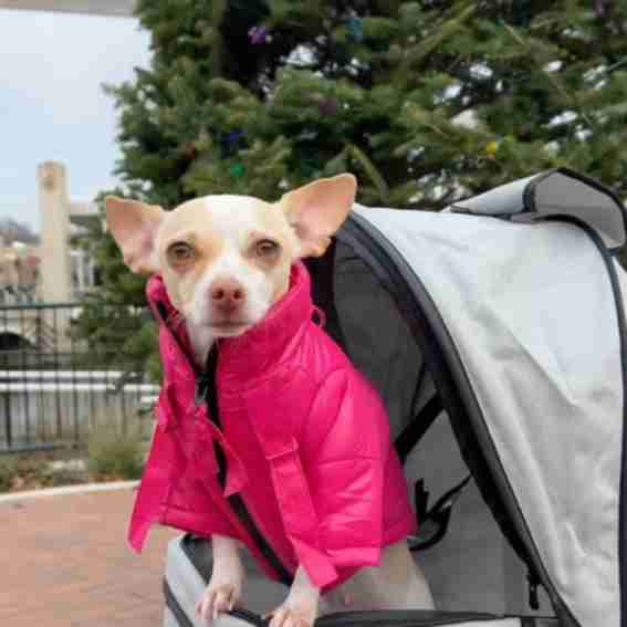 Trixie Pet Reviews