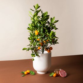 Via Citrus