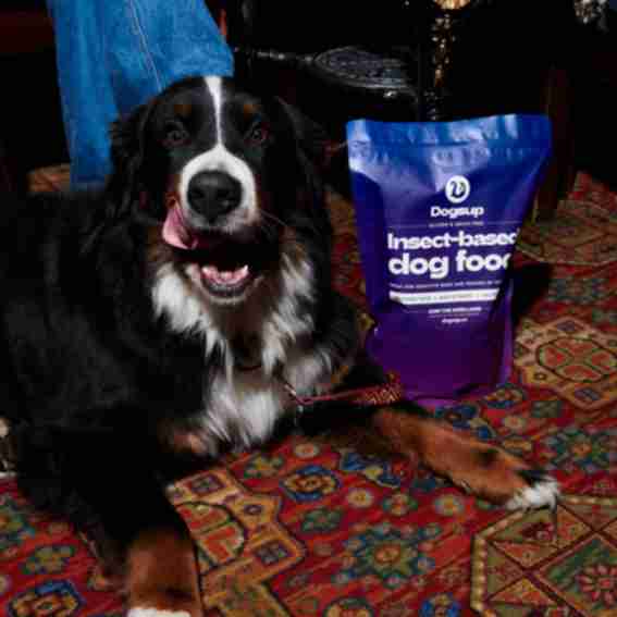 Dogsup Reviews