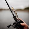 Rapala
