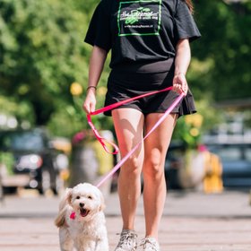 Loopit Safety Leash