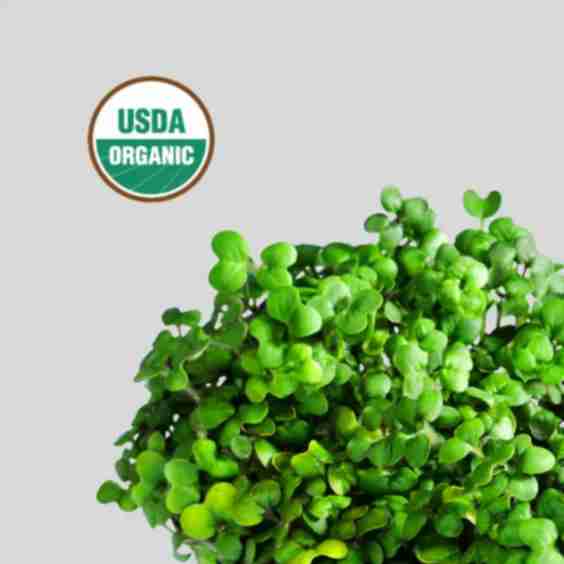 Mustard Superfood (Zinc Booster)
