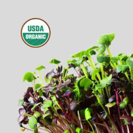 Radish Detox Mix Superfood (Magnesium & Folate Booster)
