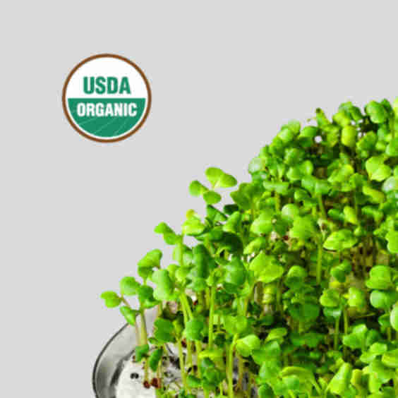 Broccoli Superfood (Vitamin C Booster)