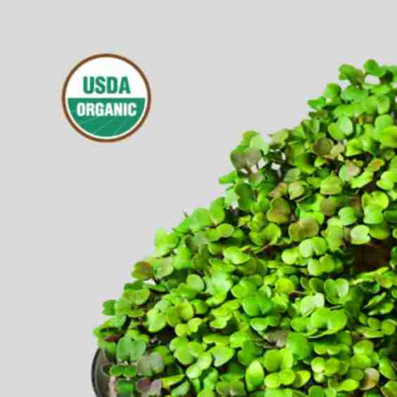 Arugula Superfood (Iron Booster)