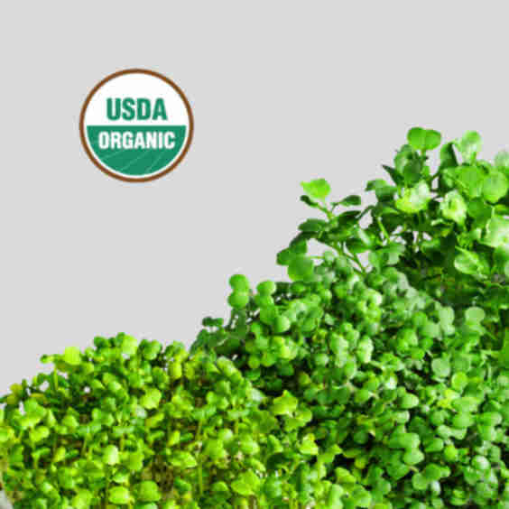 Superfood Mix