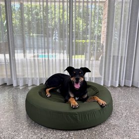 Dazy Dog