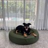 Dazy Dog