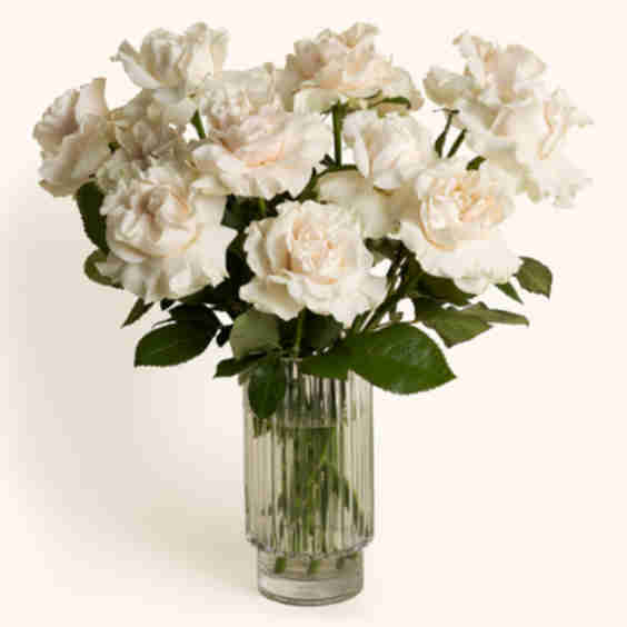 The Condolence Send – Roses