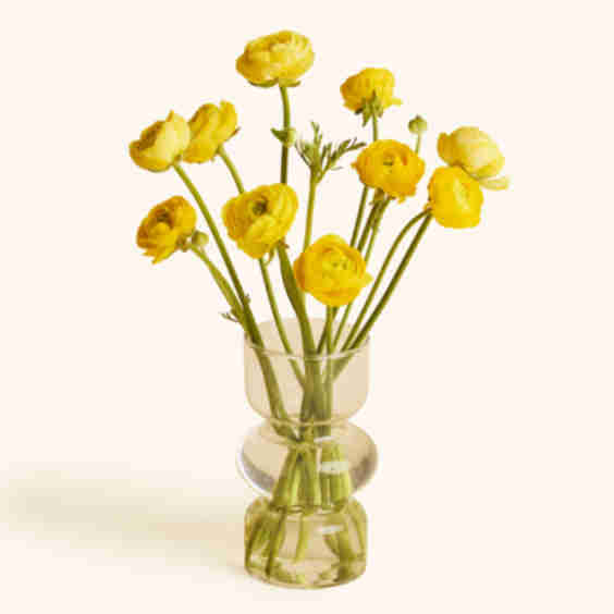 Ranunculus