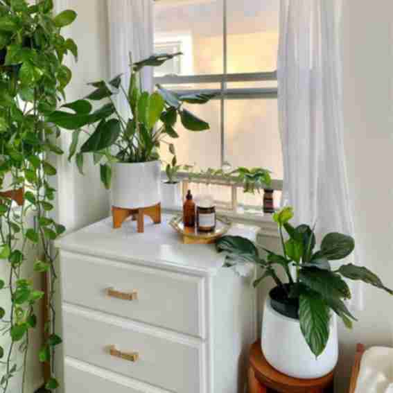 Comfort Plants Reviews