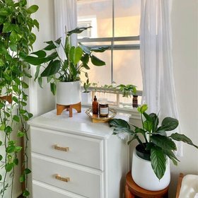 Comfort Plants