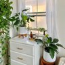 Comfort Plants