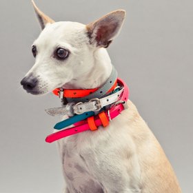 Ware of the Dog