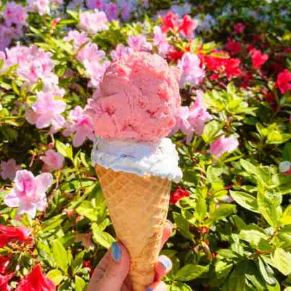 Leopold's Ice Cream Reviews