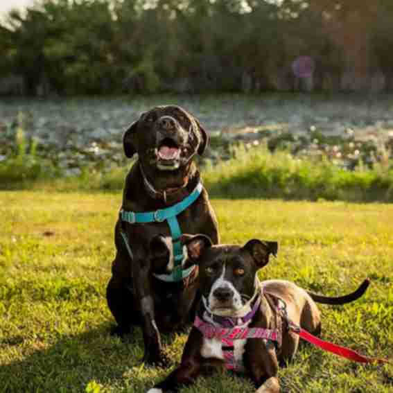 2 Hounds Design Reviews