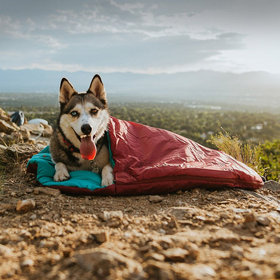 Wilderdog