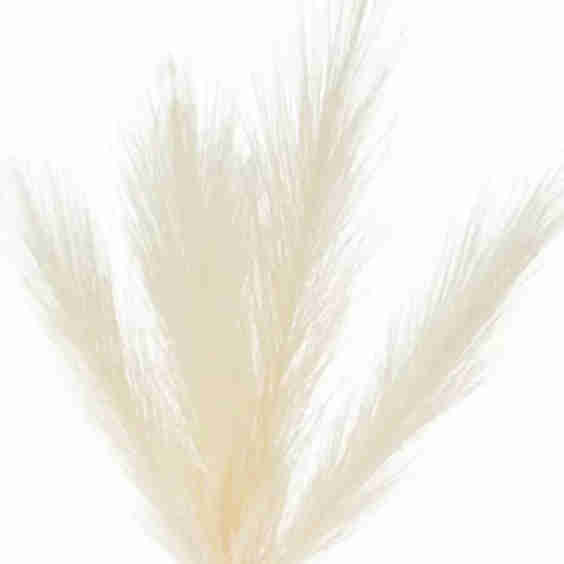 Pampas Grass Plume Pick