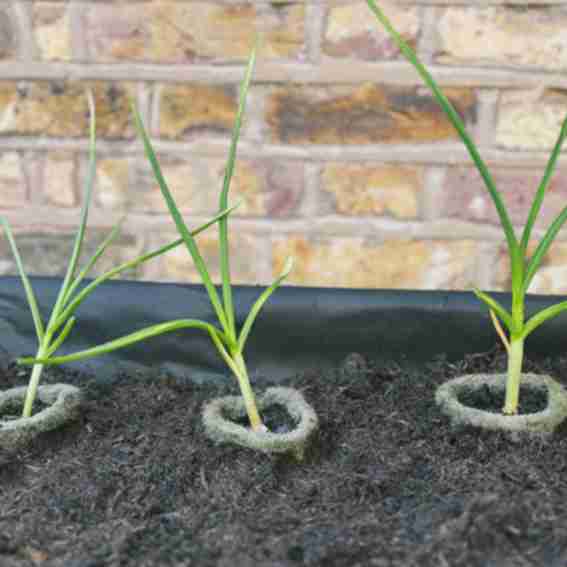 VegTrug Reviews