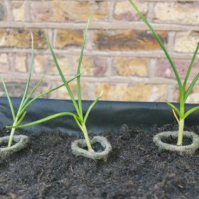 VegTrug
