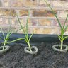 VegTrug
