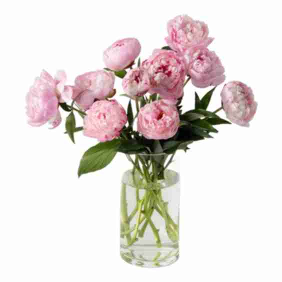 The Peony Bouquet