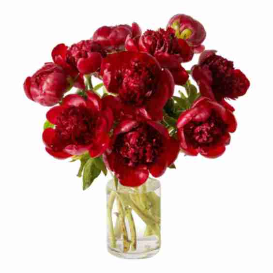 The Cherry Flowers