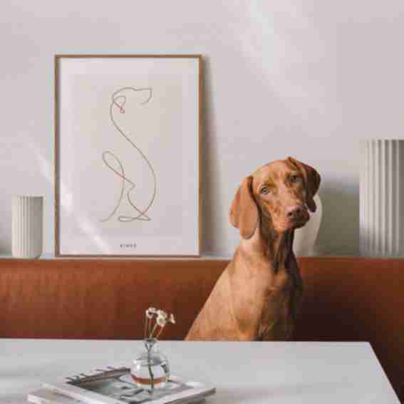 Animalist Reviews