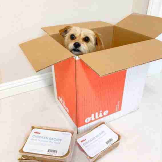 Ollie Reviews