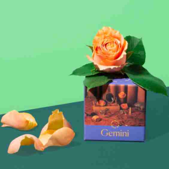 Gemini